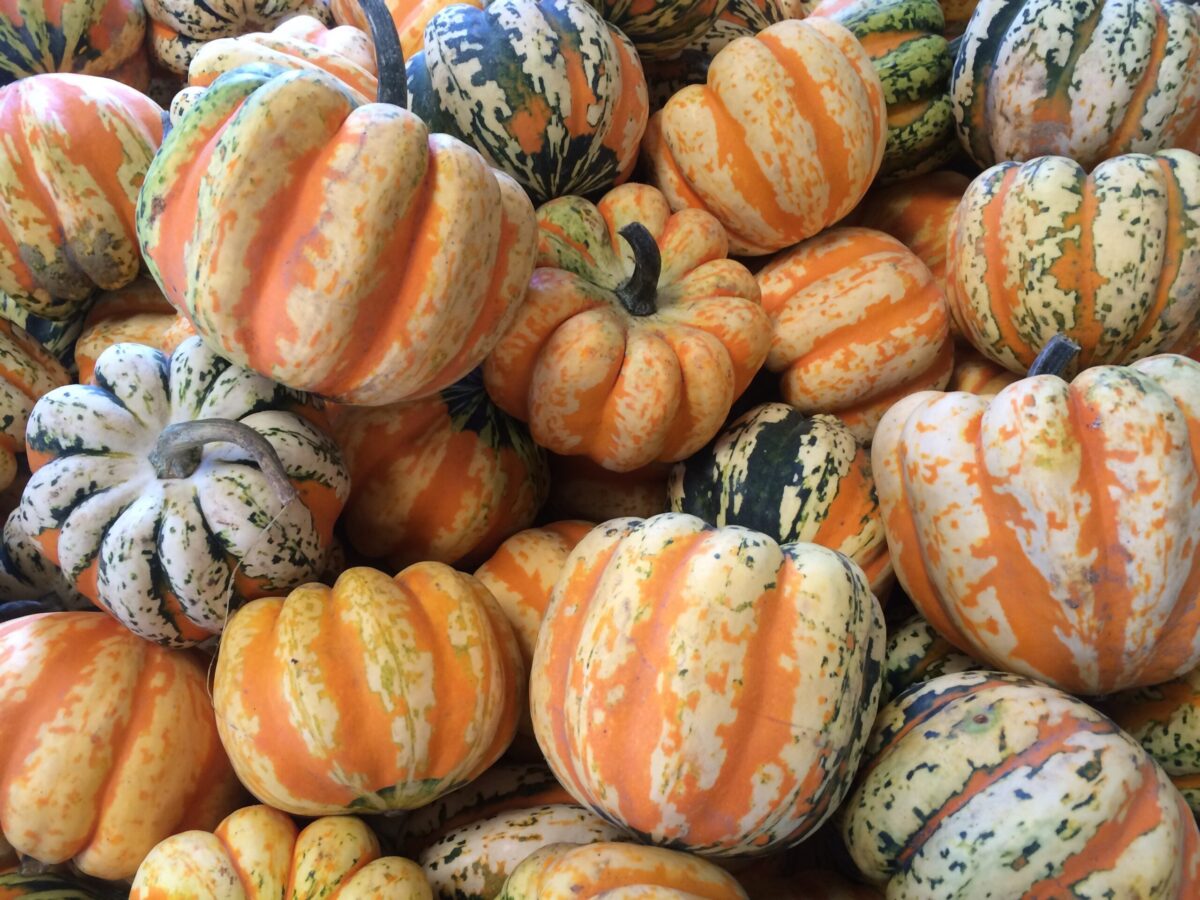 winter squash